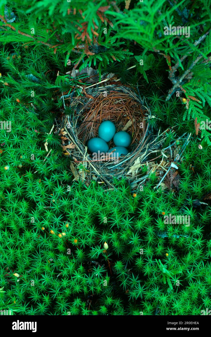 Hermit thrush (Catharus guttatus) nests with four eggs among mosses, utricularia ochroleuca (U.) (U.) S. A Stock Photo