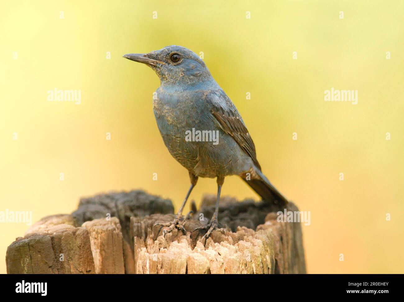Blue rock thrush (Monticola solitarius), adult male, sitting on a tree ...