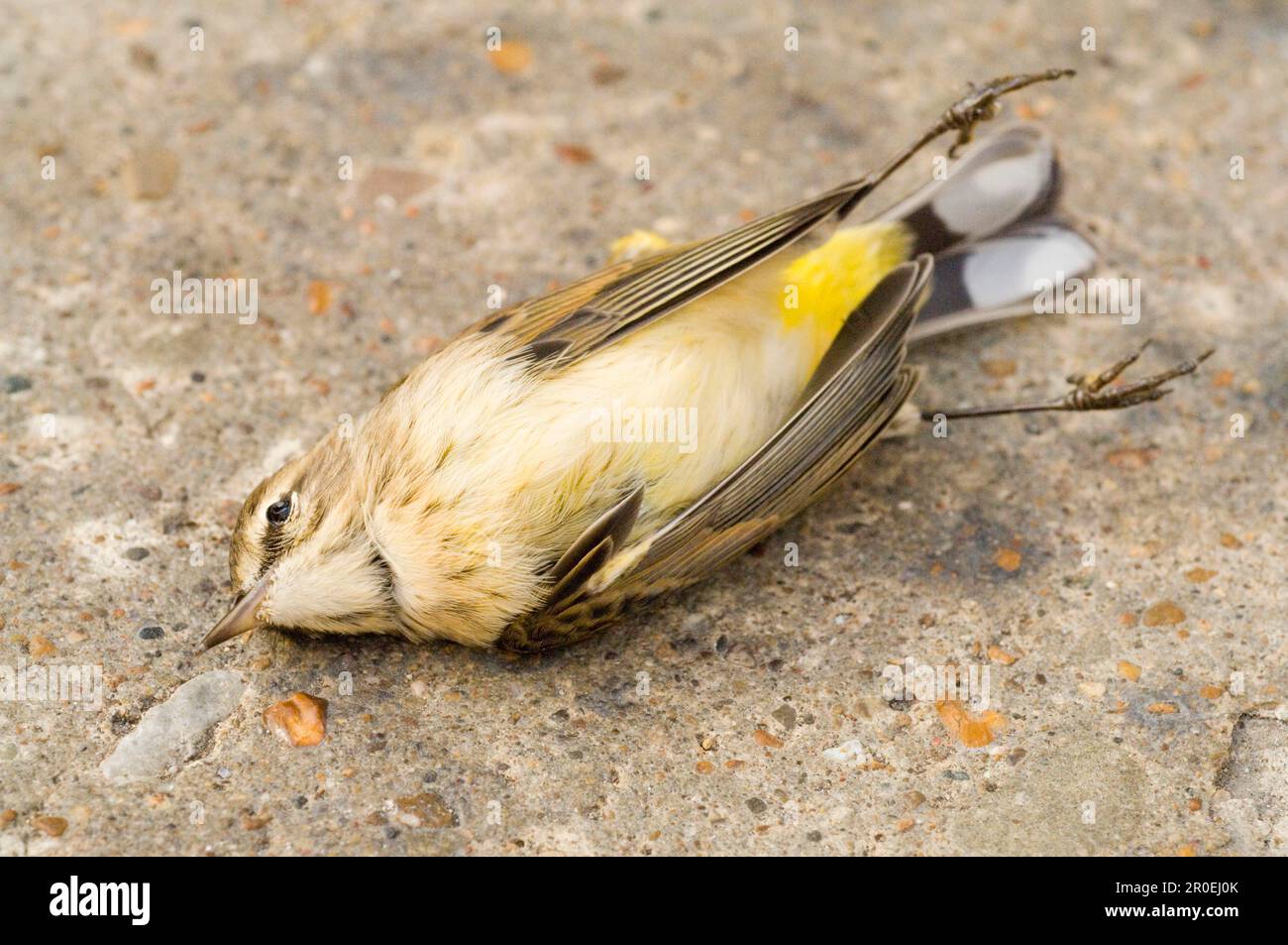 Palm Warbler, songbirds, animals, birds, Palm Warbler (Dendroica palmarum) autumn plumage, passage migrant casualty, dead on pavement, Chicago Stock Photo