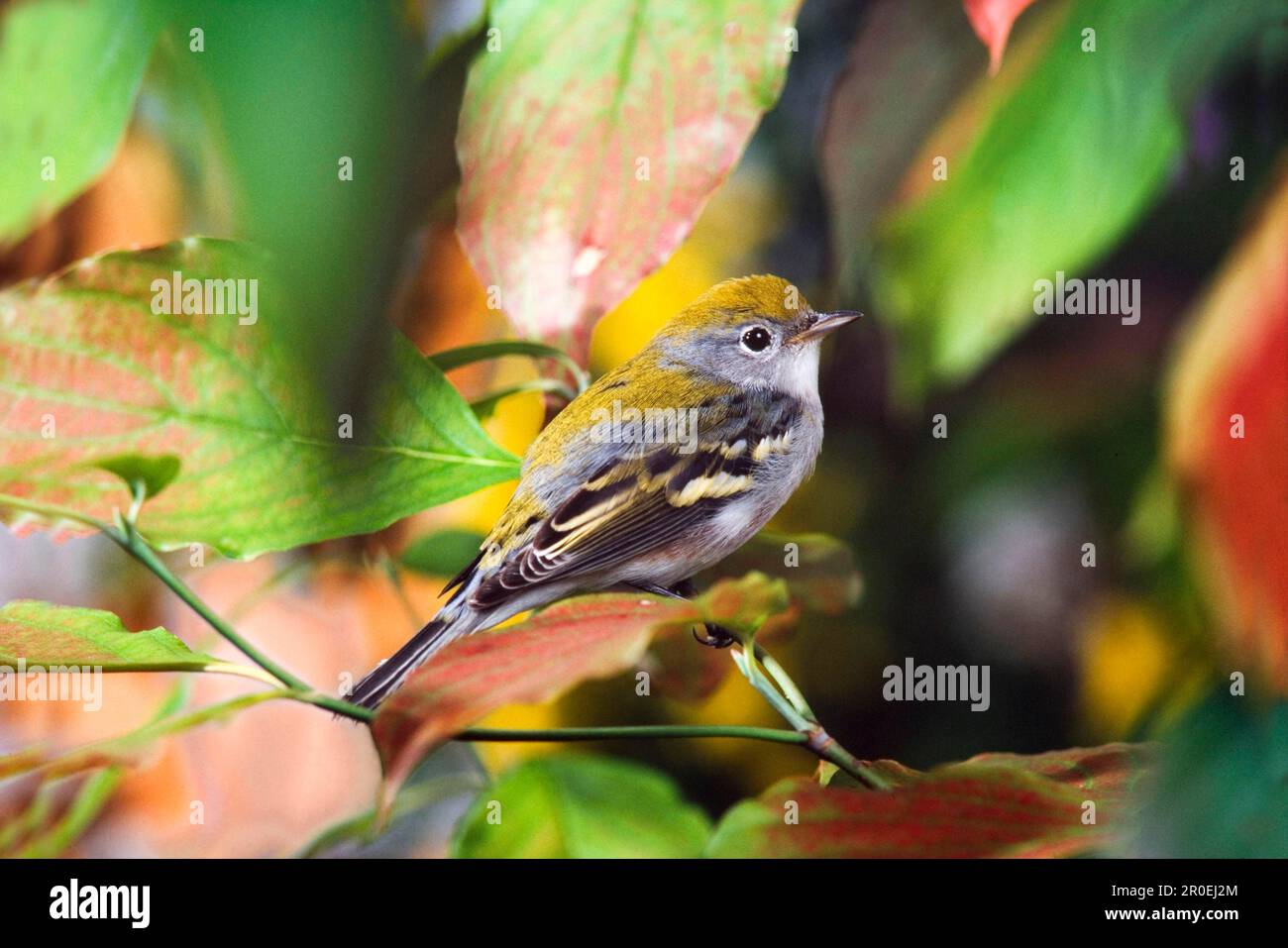 Chestnut-sided Warbler (Dendroica pensylvanica) adult, autumn plumage, perched in dogwood (U.) S. A. autumn Stock Photo