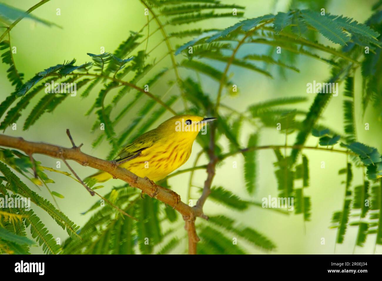 Yellow Warbler (Dendroica petechia) adult male, perched on twig, South Padre Island, Texas (U.) S. A Stock Photo