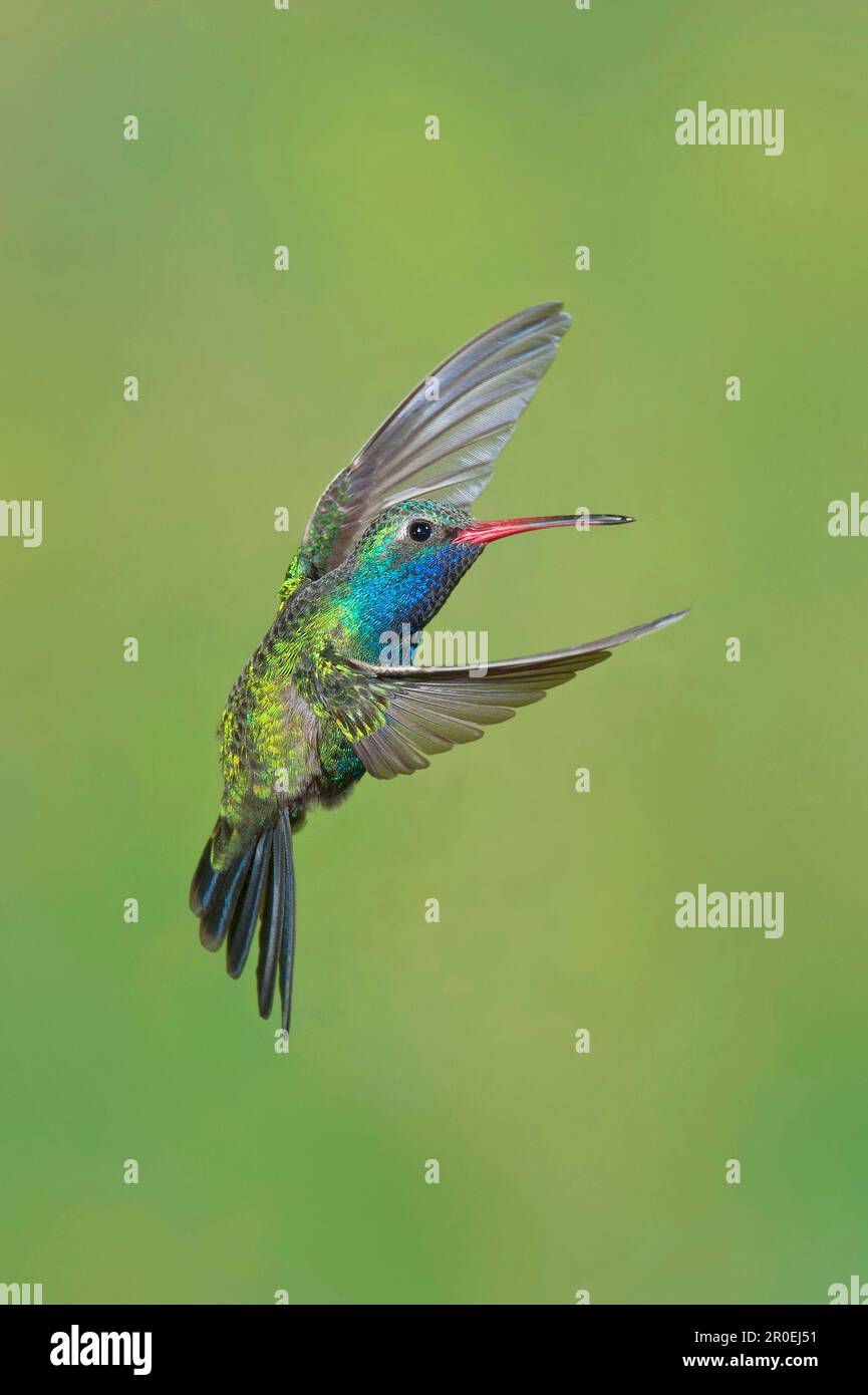 Broad-billed Hummingbird, broad-billed hummingbirds (Cynanthus ...