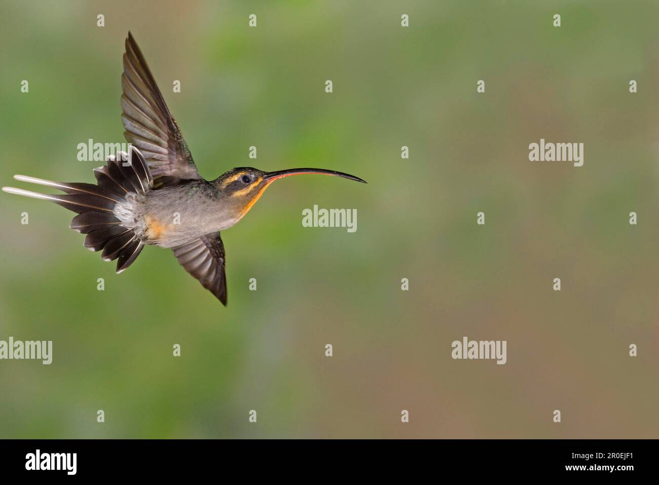 Green hermit (Phaethornis guy), Green Shadow Hummingbird, Hummingbird, Animals, Birds, Green Hermit adult female, in flight, Costa Rica Stock Photo