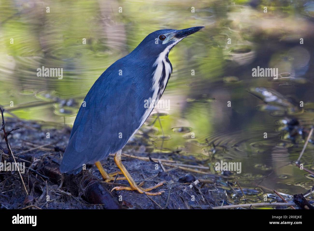 Grey Bittern, Grey-backed Bittern, Slaty Bittern, Grey-backed Bittern, Slaty Bittern, Animals, Birds, Dwarf Bittern, Botswana Stock Photo
