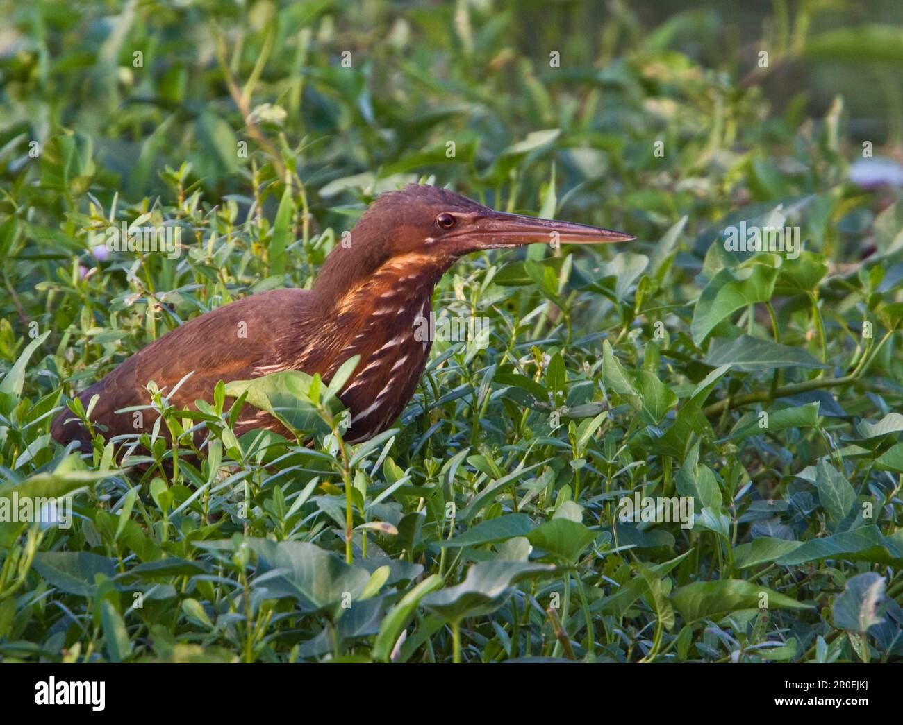 Little Bittern, Black Bittern, Malay Bittern, SChlack Bittern, Animals ...