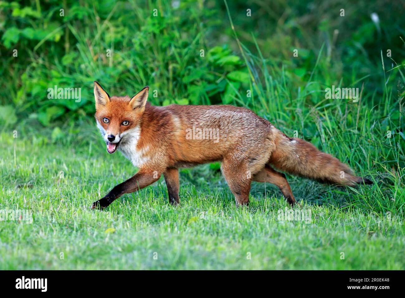 Red Fox (Vulpes vulpes), Surrey, England, Europe Stock Photo - Alamy