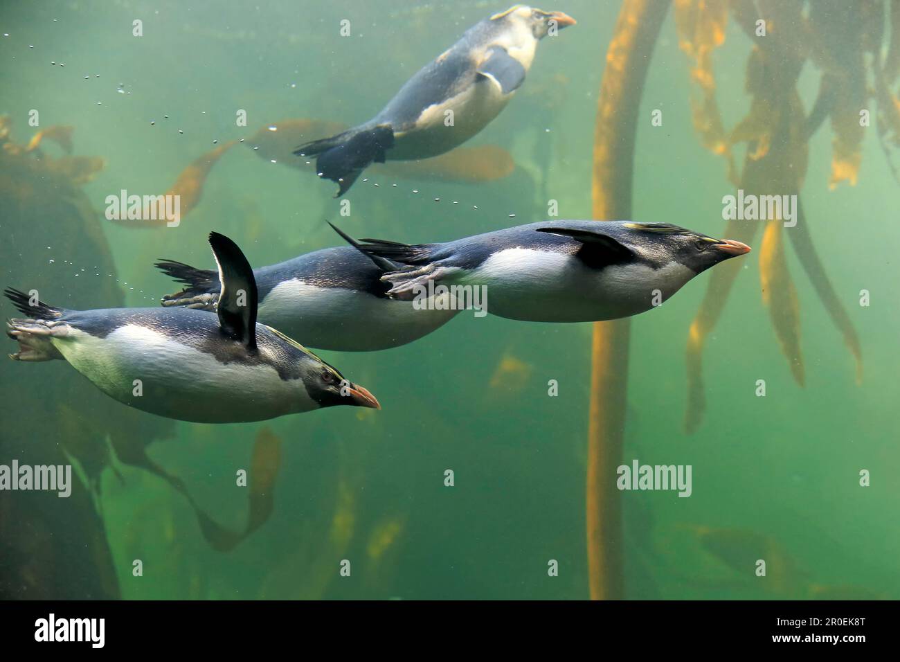 Southern rockhopper penguins (Eudyptes chrysocome), South Africa Stock