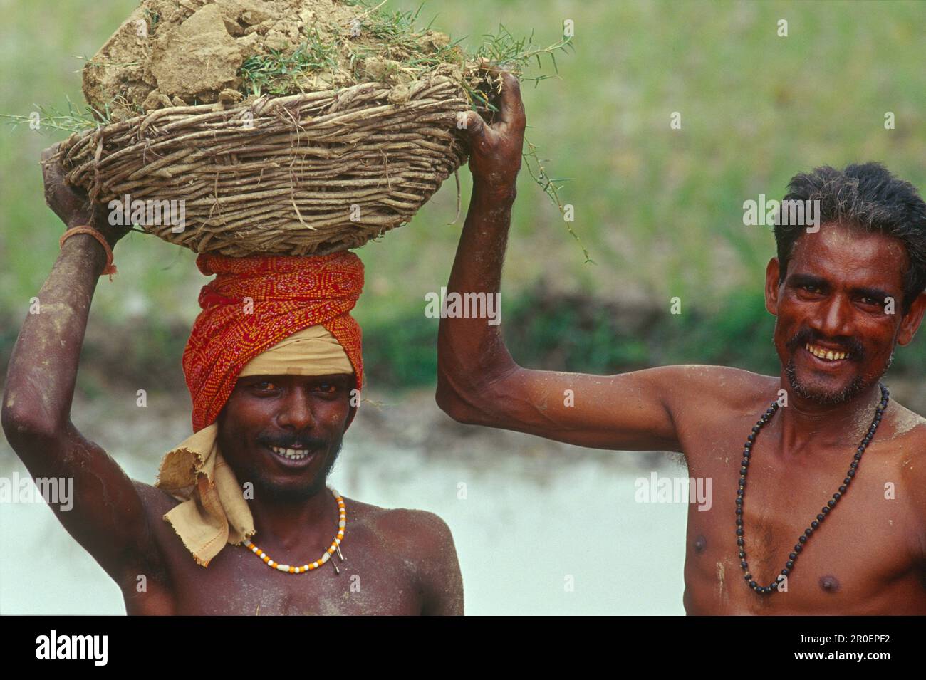 Working on a rice paddy, Varanasi, Benares Uttar Pradesh, India Stock