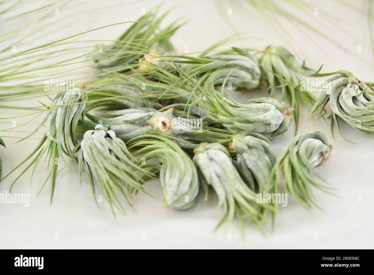 Green tillandsia air plants on a white background Stock Photo