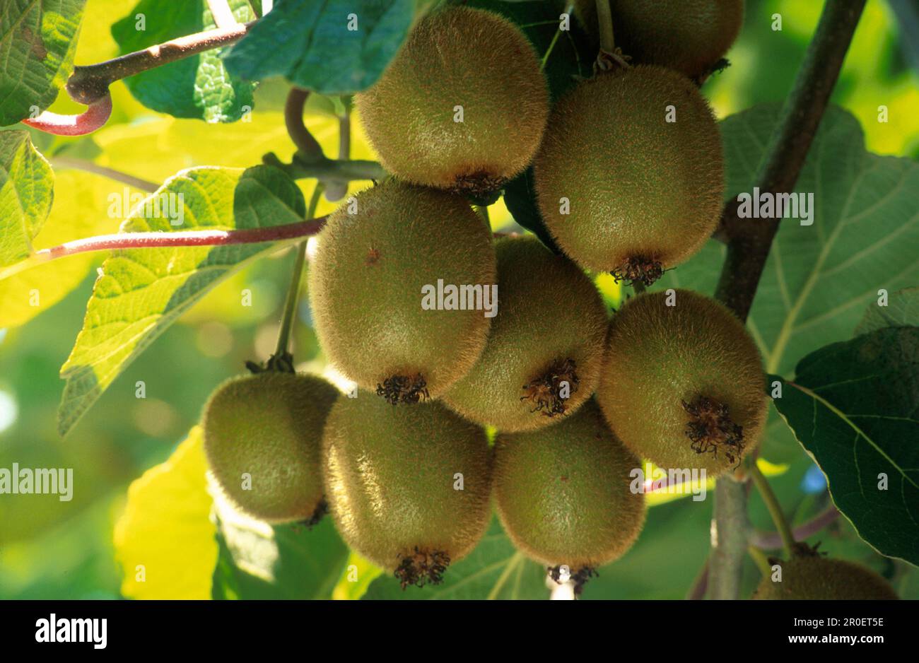 Kiwi fruits plantation hi-res stock photography and images - Alamy
