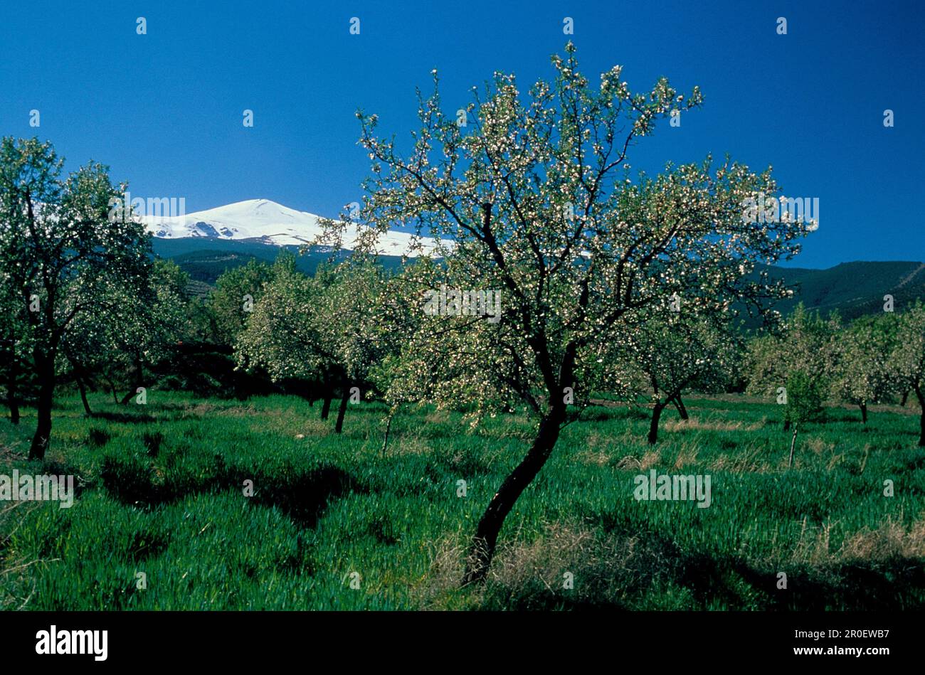 Mandelbluete bei Aldeire, Sierra Nevada, Prov.Granada Andalusien, Spanien Stock Photo