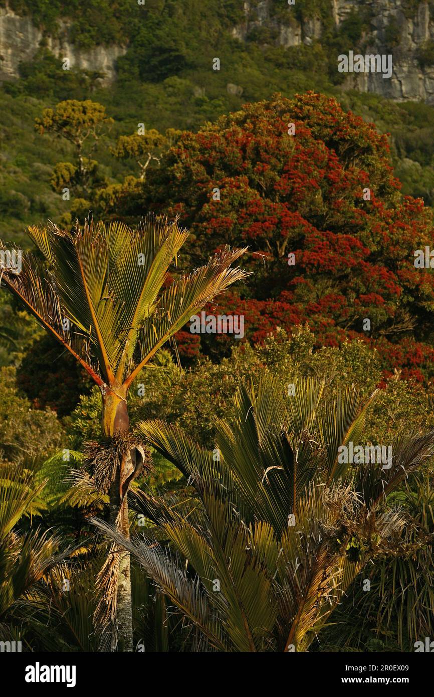 Nikau palm and flowering Rata tree, Nikau Palme, bluehende Ratabaum