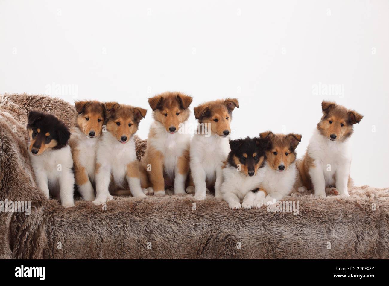 Rough collie puppies hi-res stock photography and images - Alamy