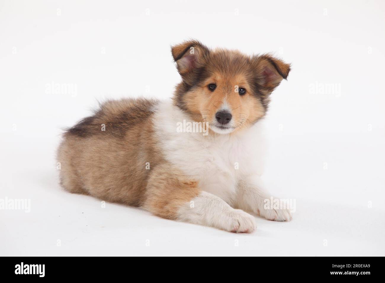 Collie, puppy, 8 weeks, sable-white Stock Photo - Alamy
