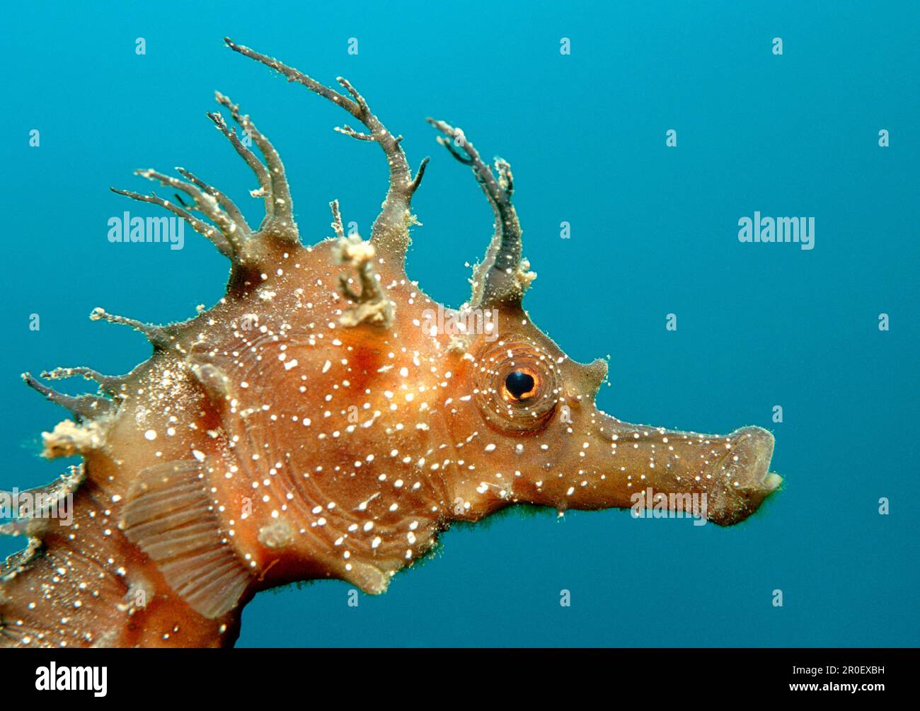 Speckled Seahorse, Long-snouted seahorse, Hairy Seahorse , Hippocampus guttulatus, Spain, Mallorca, Mediterranean Sea Stock Photo