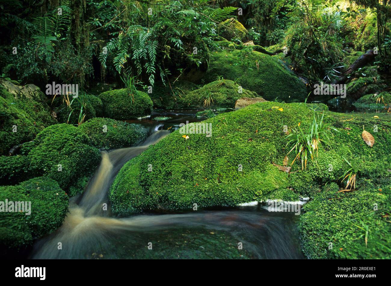Stream and moss covered rocks in the rainforest, Oparara Basin, West Coast, South Island, New Zealand, Oceania Stock Photo