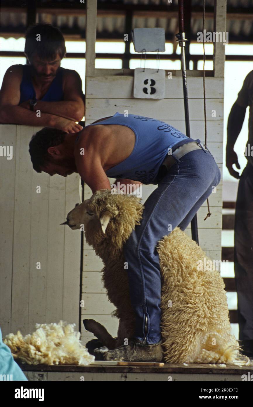 Sheep shearing, in shed, NZ, Shearer at work, South Island, New Zealand