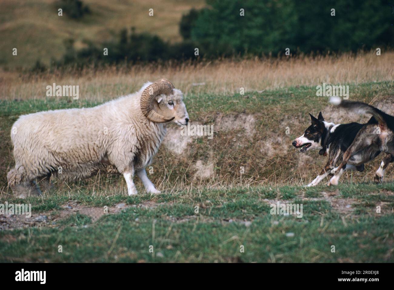 Sheepdog chasing Drysdale ram, New Zealand, Oceania Stock Photo