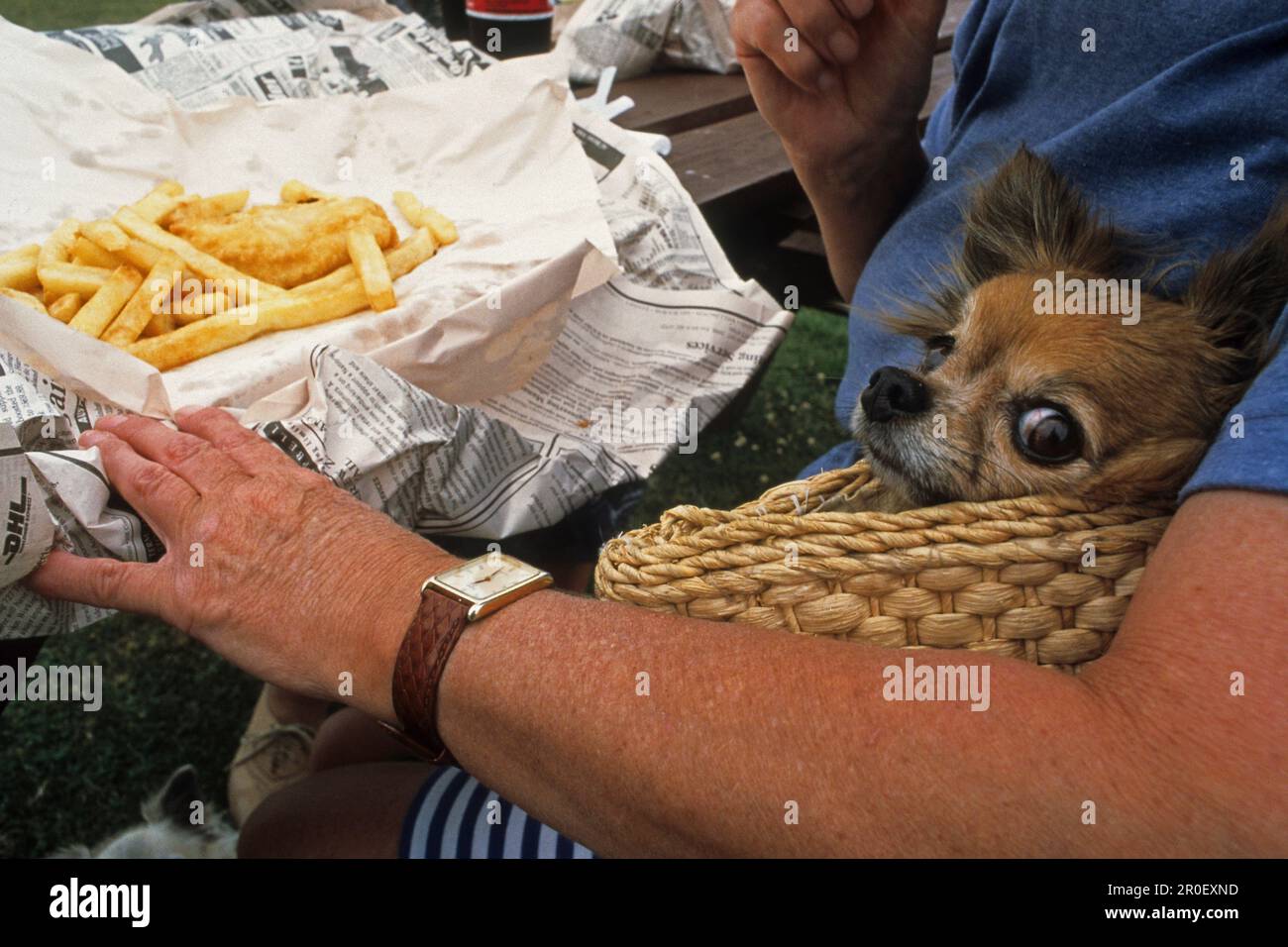 Woman and dog eating fish and chips outside, Coromandel Peninsula