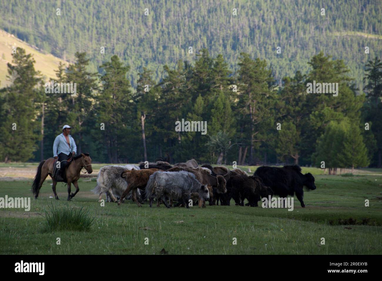 Yaks and shepherds on the river Ider, Selenge, Mongolia Stock Photo - Alamy