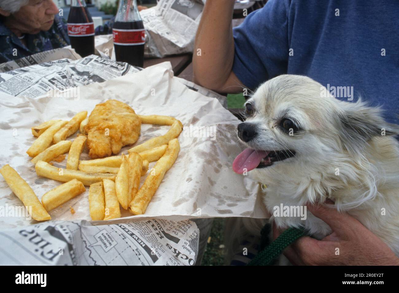 Fish and chips, Coromandel, woman and dog eating fish and chips outside