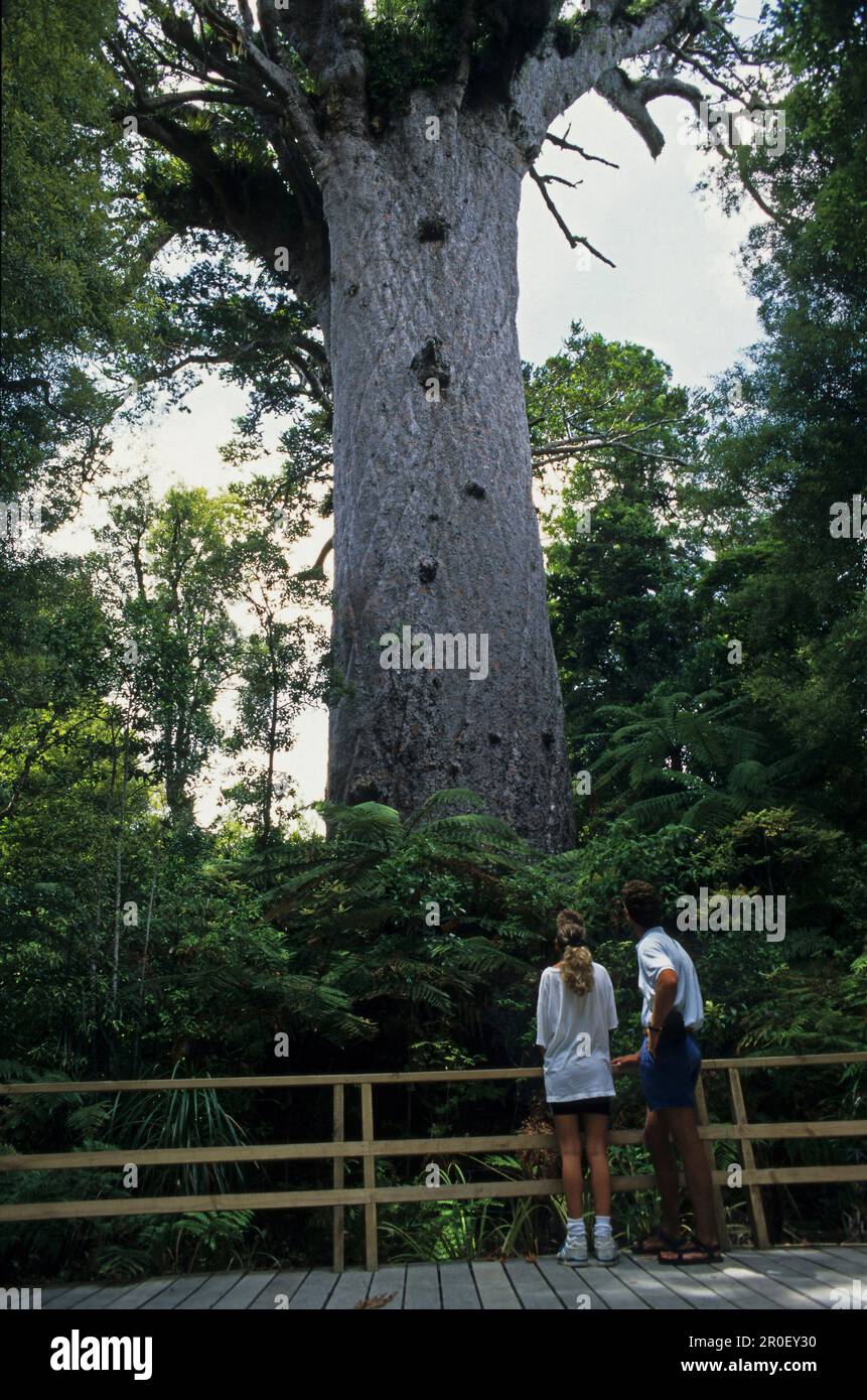 Kauri tree, Coromandel, Tane Mahuta, largest kauri tree, Waipoua Forest