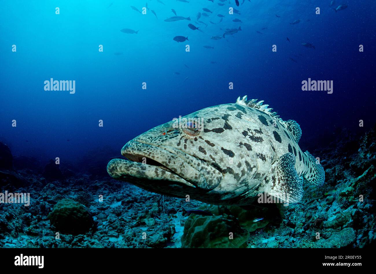 Potato grouper , Epinephelus tukula, Burma, Myanmar, Birma, Indian ocean, Andaman sea Stock Photo