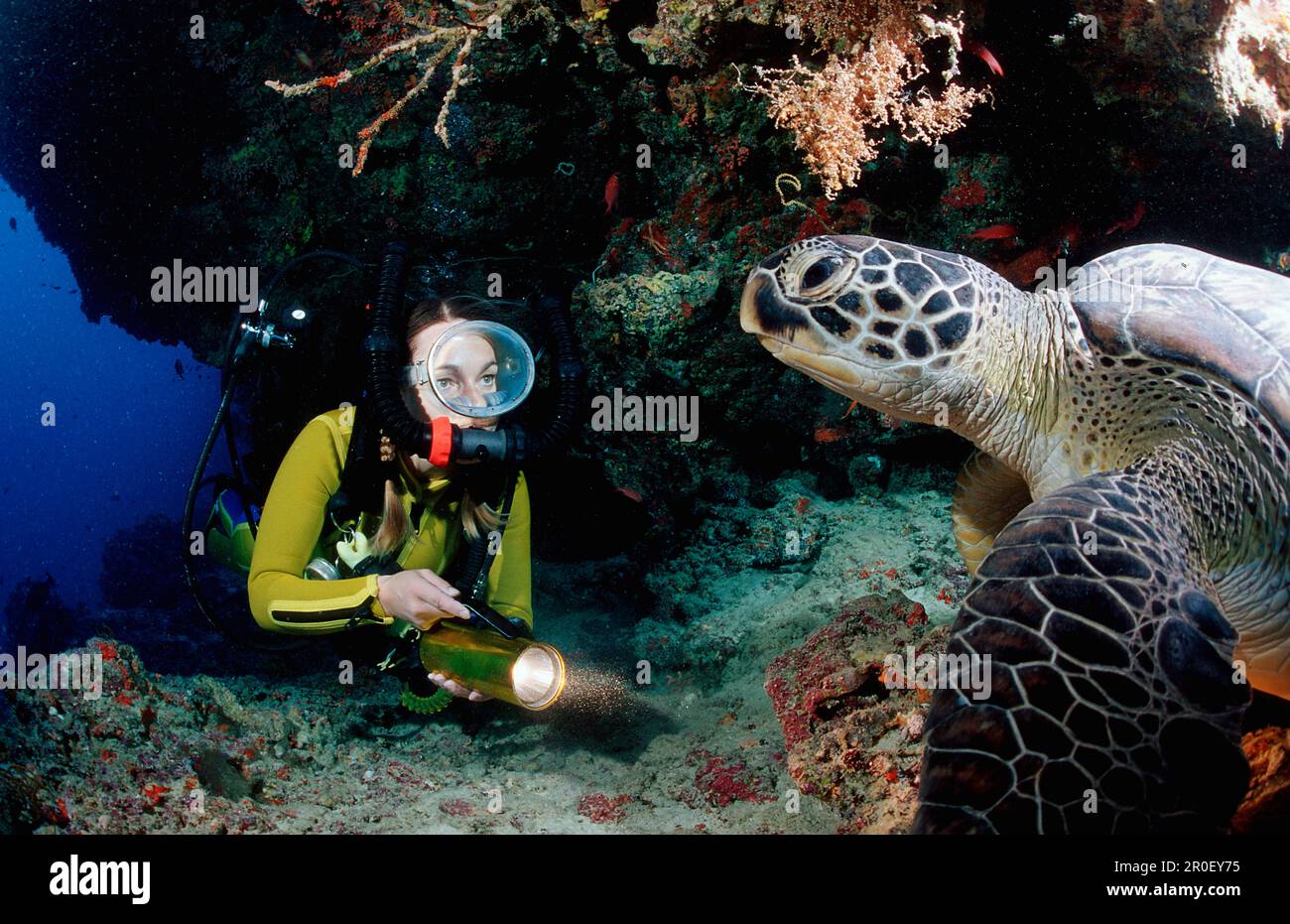 Hawksbill Turtle and Diver, Eretmochelys imbricata, Maldives, Indian Ocean, Felidu Atoll Stock Photo