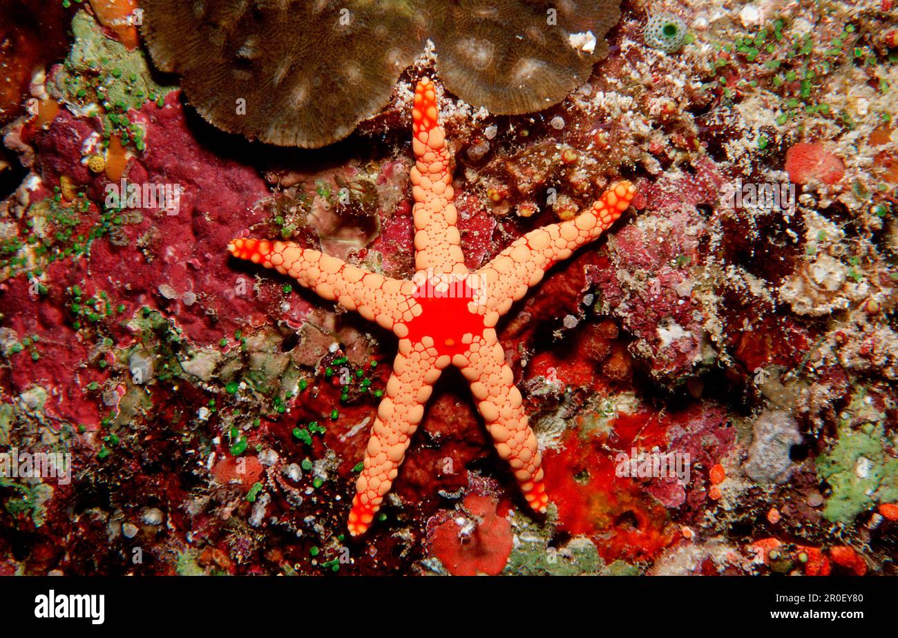 Red mesh starfish, Fromia monilis, Maldives, North male atoll, atol Stock Photo