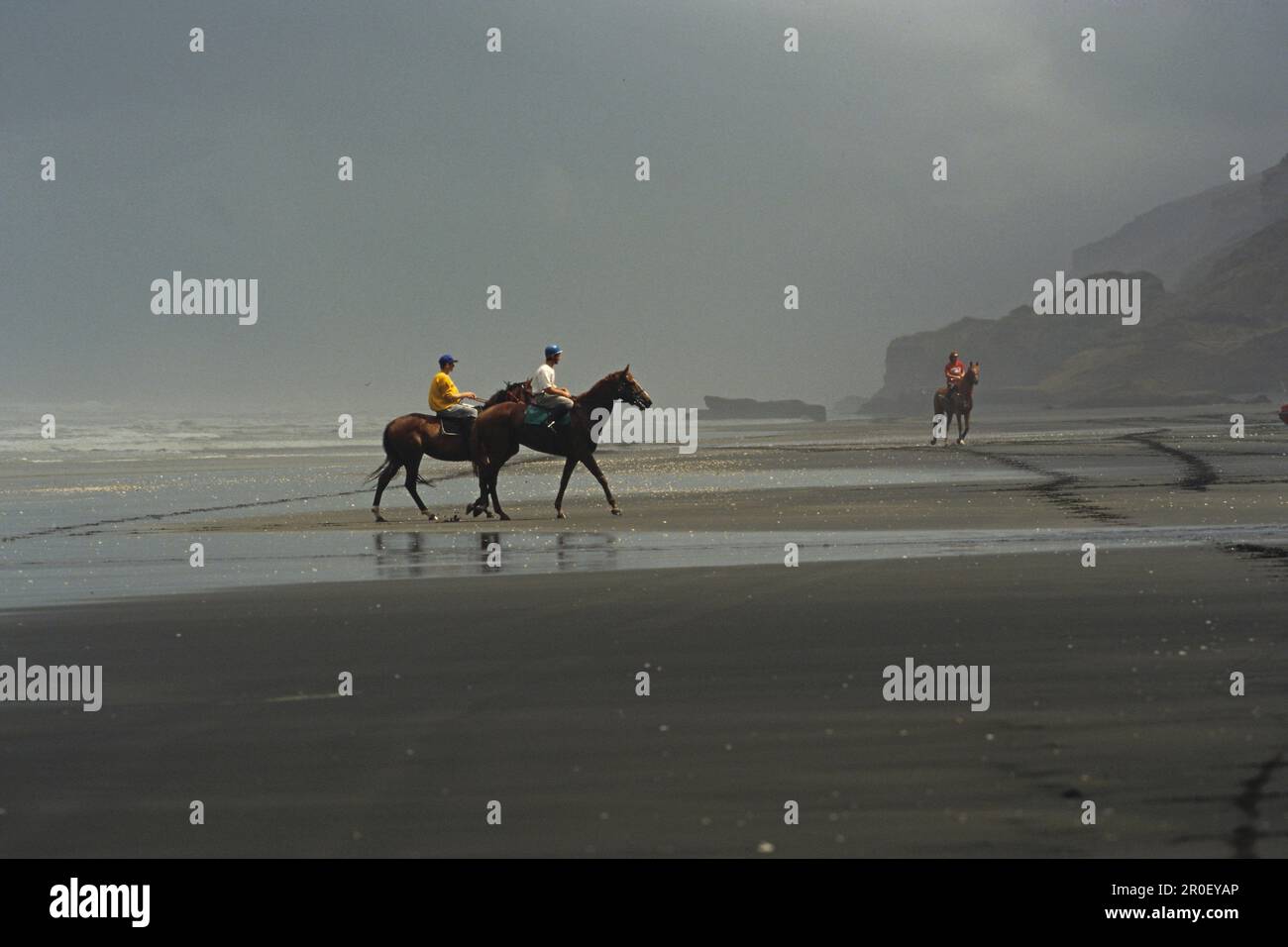 Race horses training on beach, Racing horse on Karioitahi Beach south