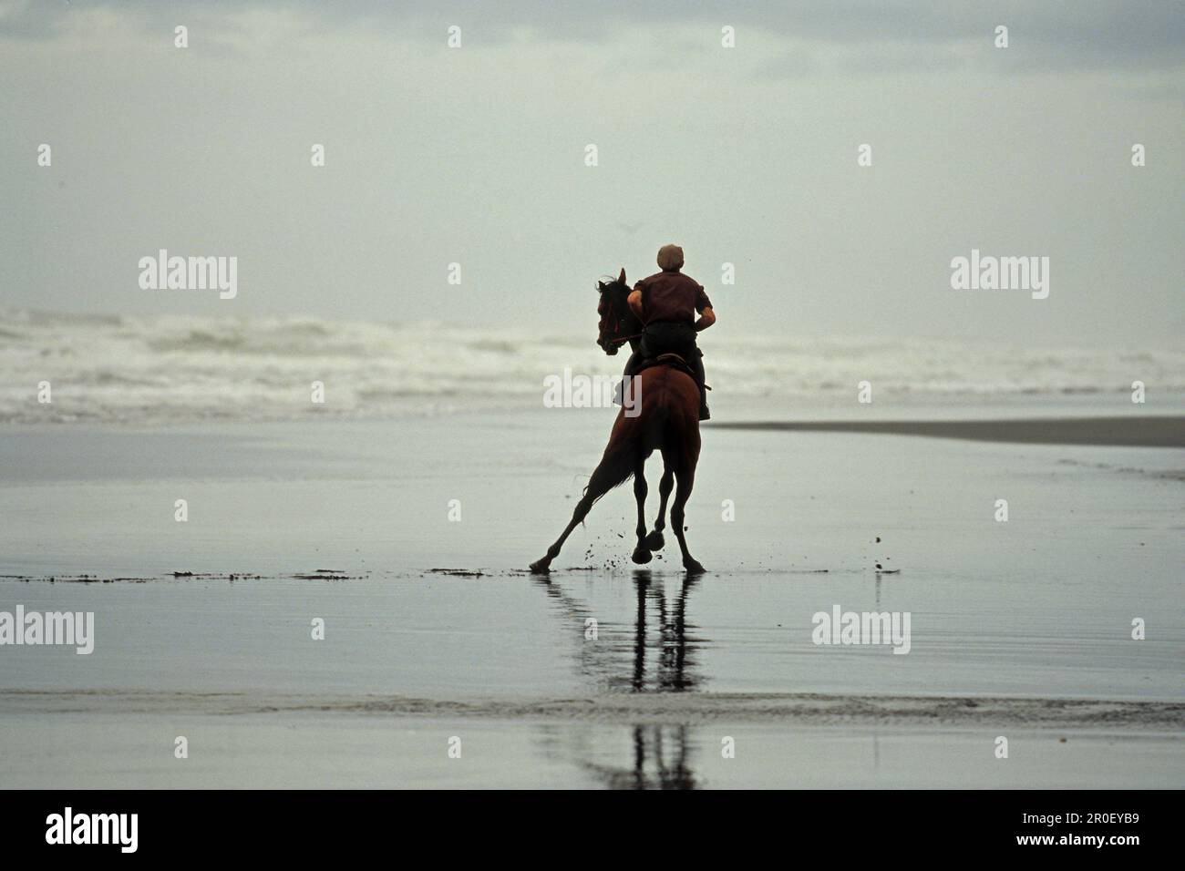 Race horses training on beach, Racing horse on Karioitahi Beach south