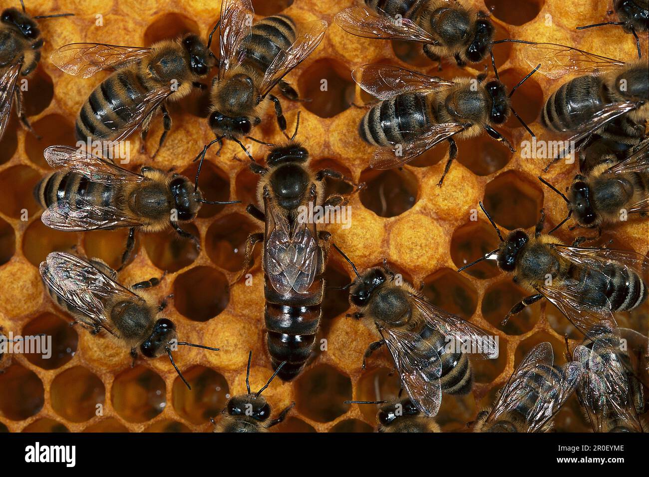 Queen bee worker bees hi-res stock photography and images - Alamy