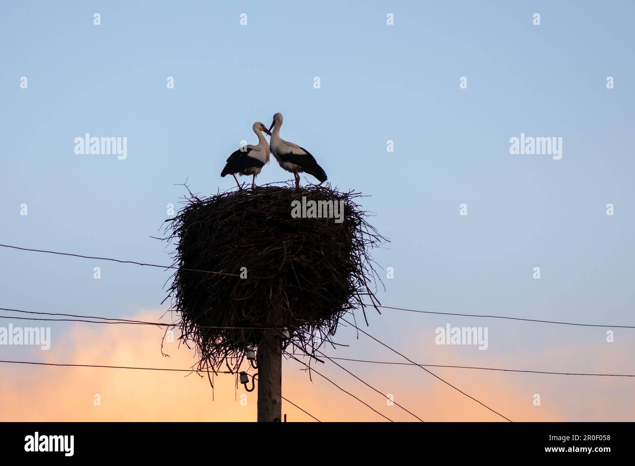 A white stork couple building their nest in the spring season. The photo captures the essence of bird photography, showcasing the natural habitat of these storks Stock Photo