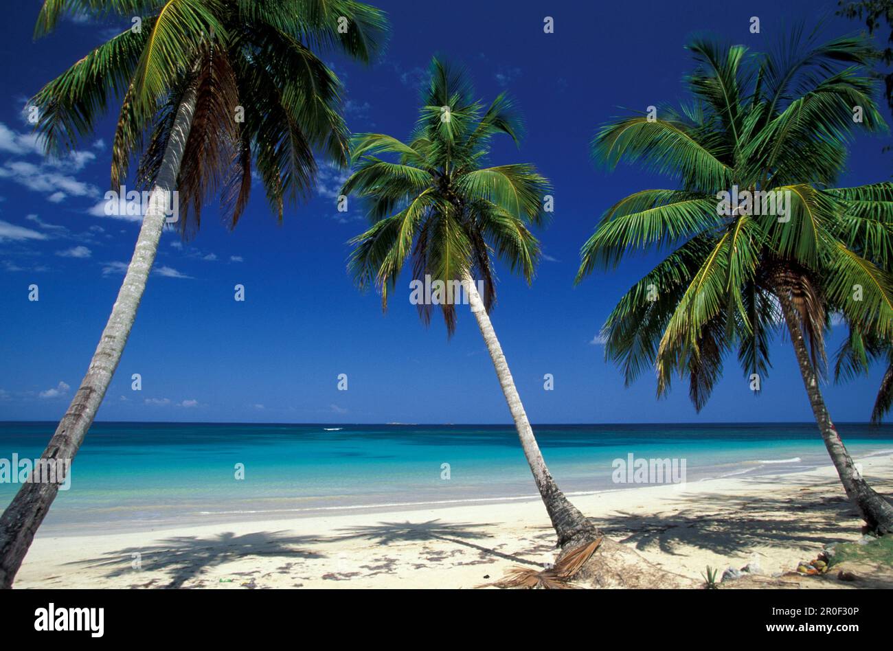 Palm beach with coconut palms, Dominican Republic, Greater Antilles, Antilles, Carribean, Central America, Northern America, America Stock Photo