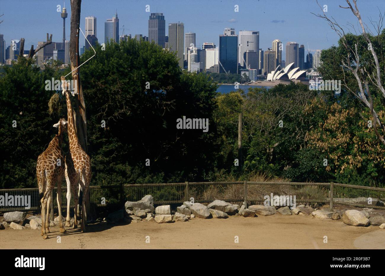 Taronga zoo giraffe sydney skyline hi-res stock photography and images ...