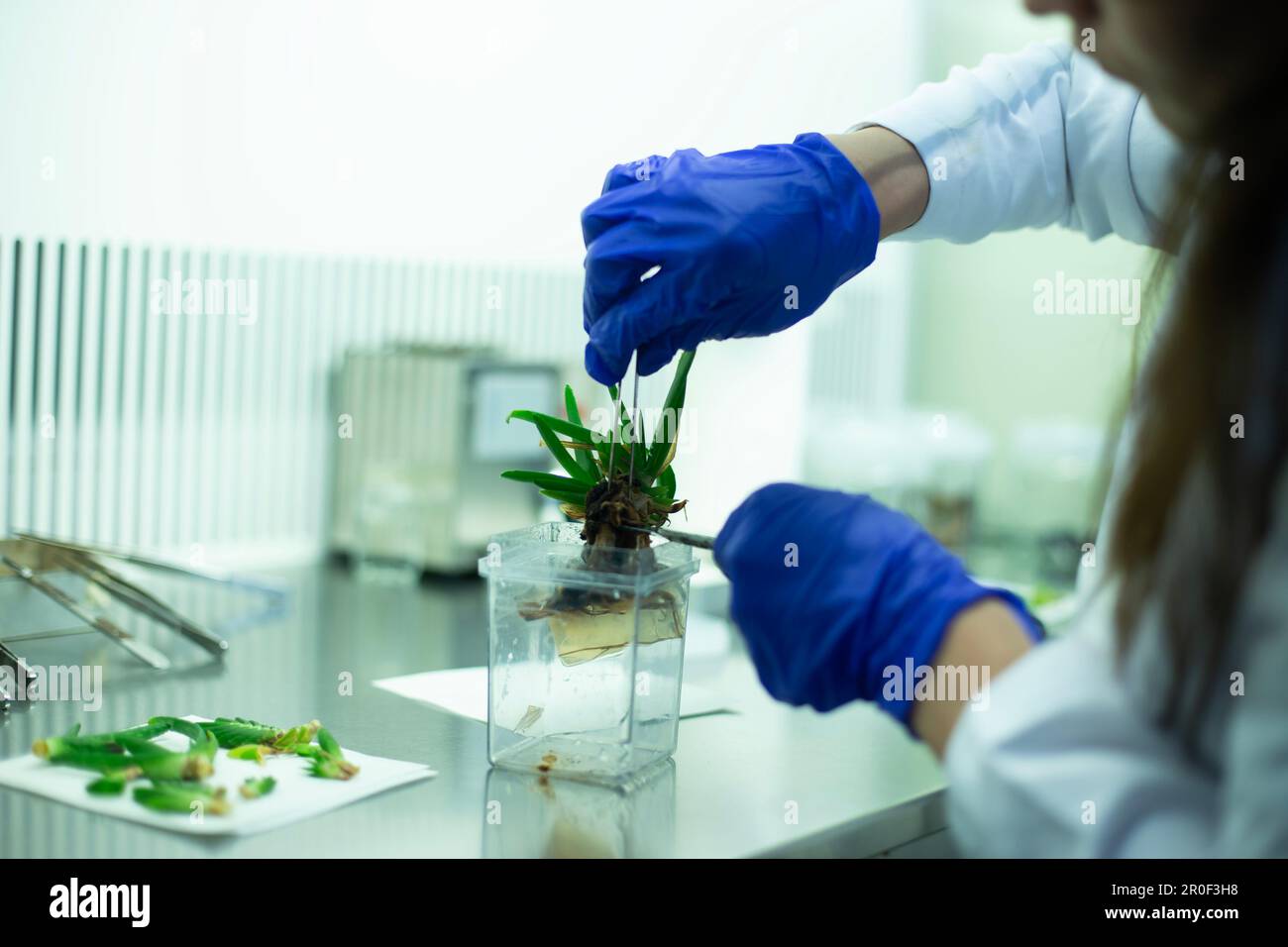 Plant tissue culture Stock Photo Alamy