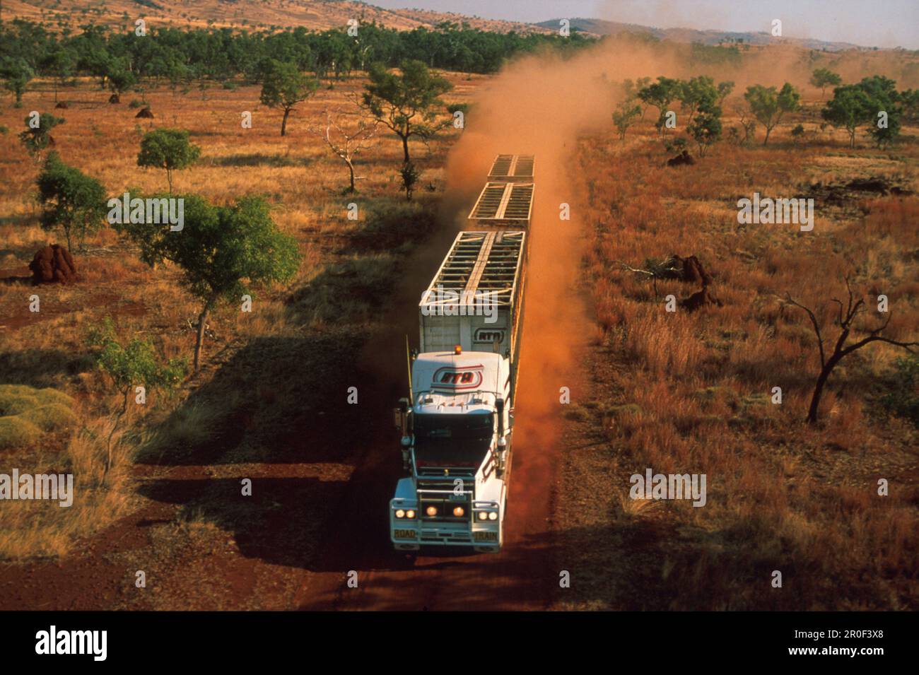Road train in the desert,  Cattle transport, dirt road of Kimberleys, Kimberley, Western Australia, Australia Stock Photo