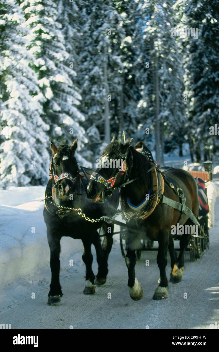 Horse carriage snow hi-res stock photography and images - Alamy