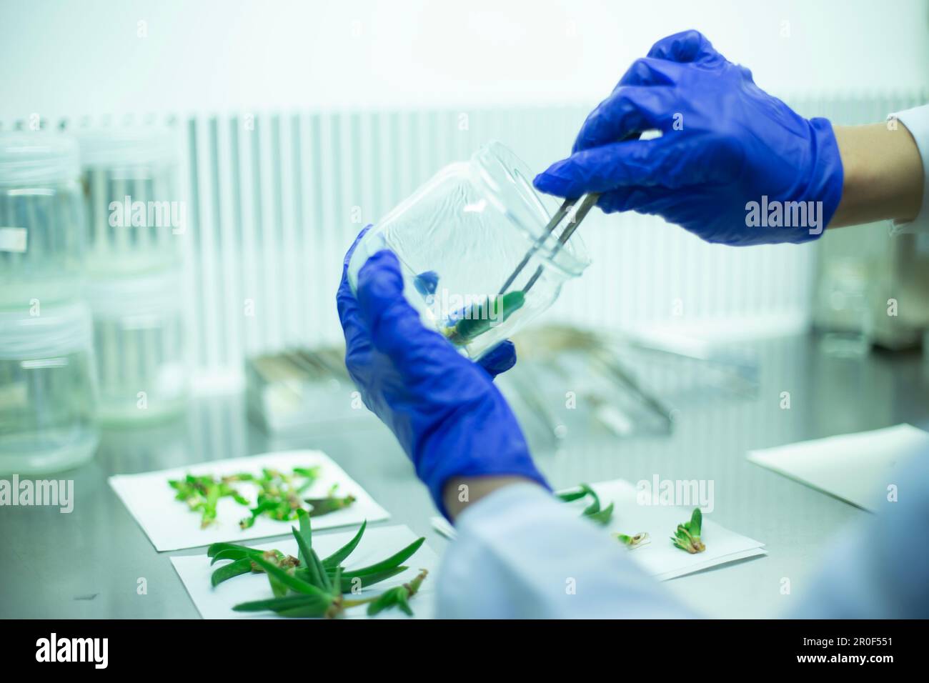 Plant Tissue Culture Stock Photo Alamy