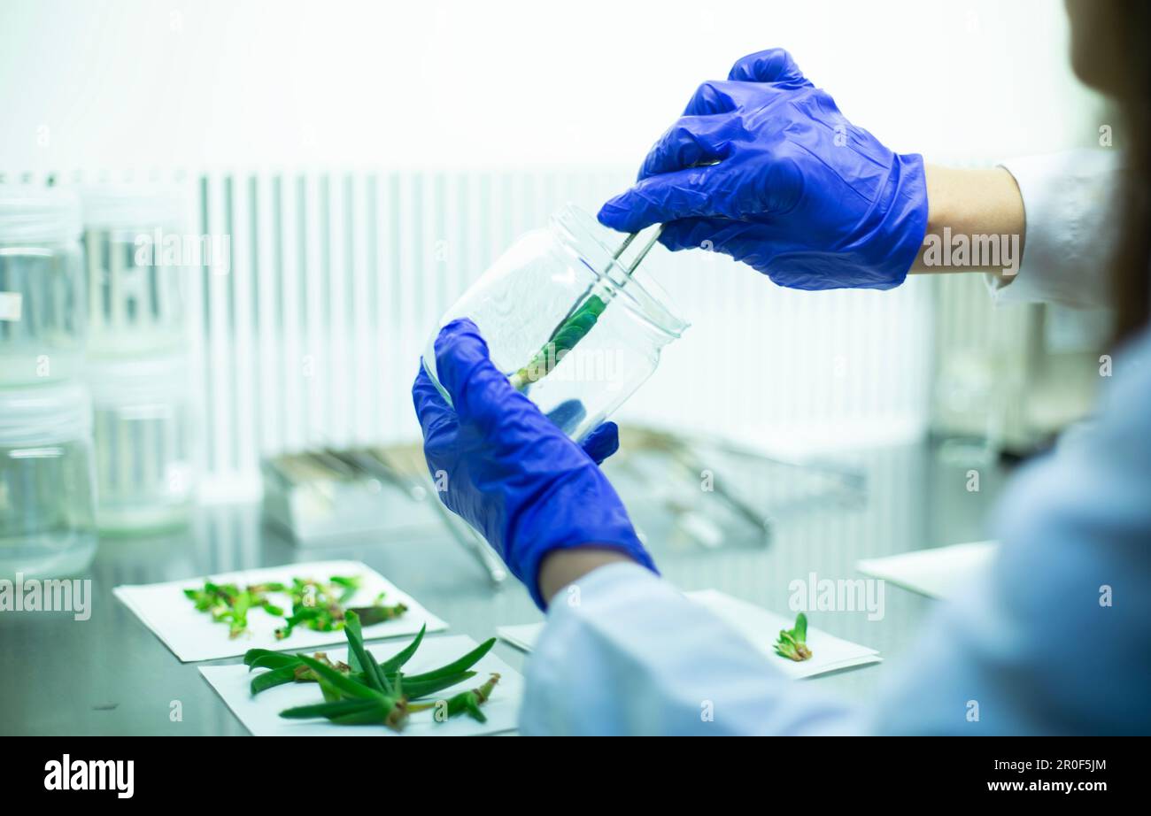 Plant tissue culture Stock Photo Alamy