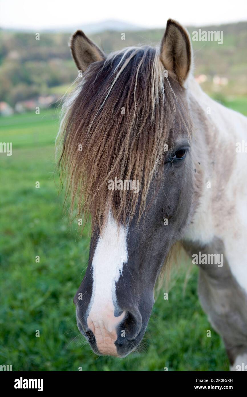 Potrait of a Horse, Rhoen, Hesse, Germany Stock Photo