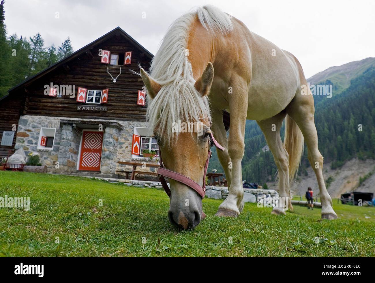 One horse grazing in front of mountain hut, Varusch, Val Trupchun, Swiss Nationalpark, Engadin, Graubuenden, Grisons, Switzerland, Alps Stock Photo