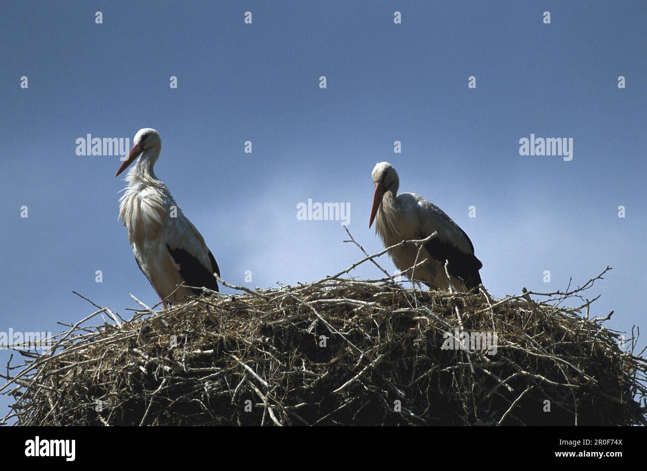 Two storks in nest Stock Photo - Alamy