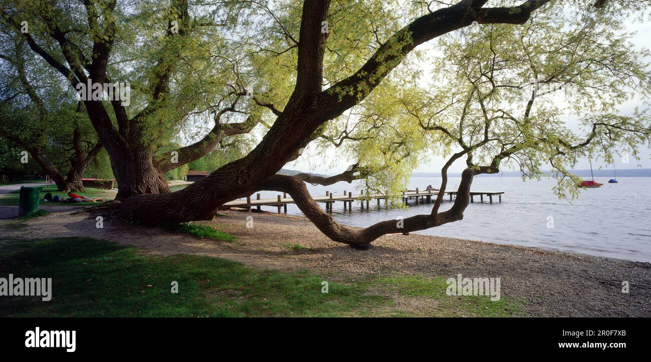 Weeping willow on waterfront of Lake Ammersee, Herrsching, Upper Bavaria, Germany Stock Photo