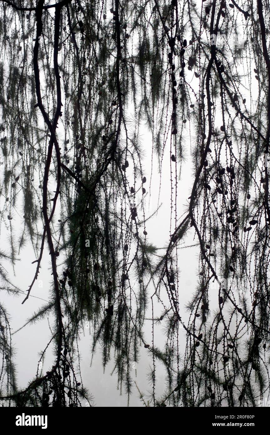 Larch tree branches hi-res stock photography and images - Alamy