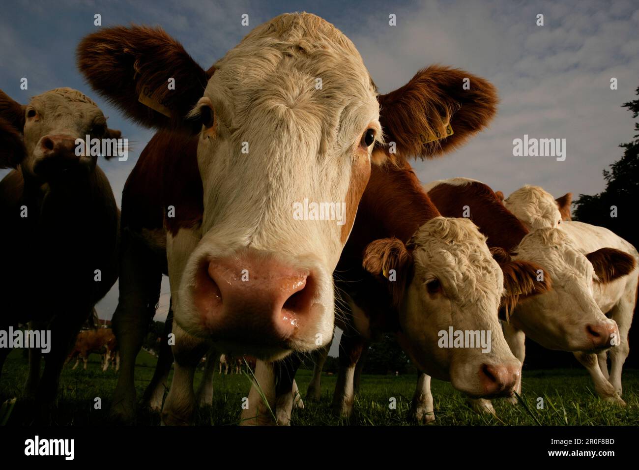 Flock of cows, front view Stock Photo Alamy