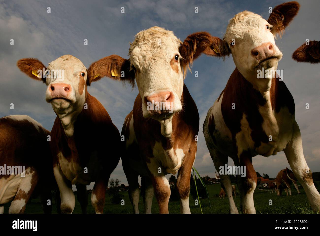 Flock of cows, front view Stock Photo Alamy