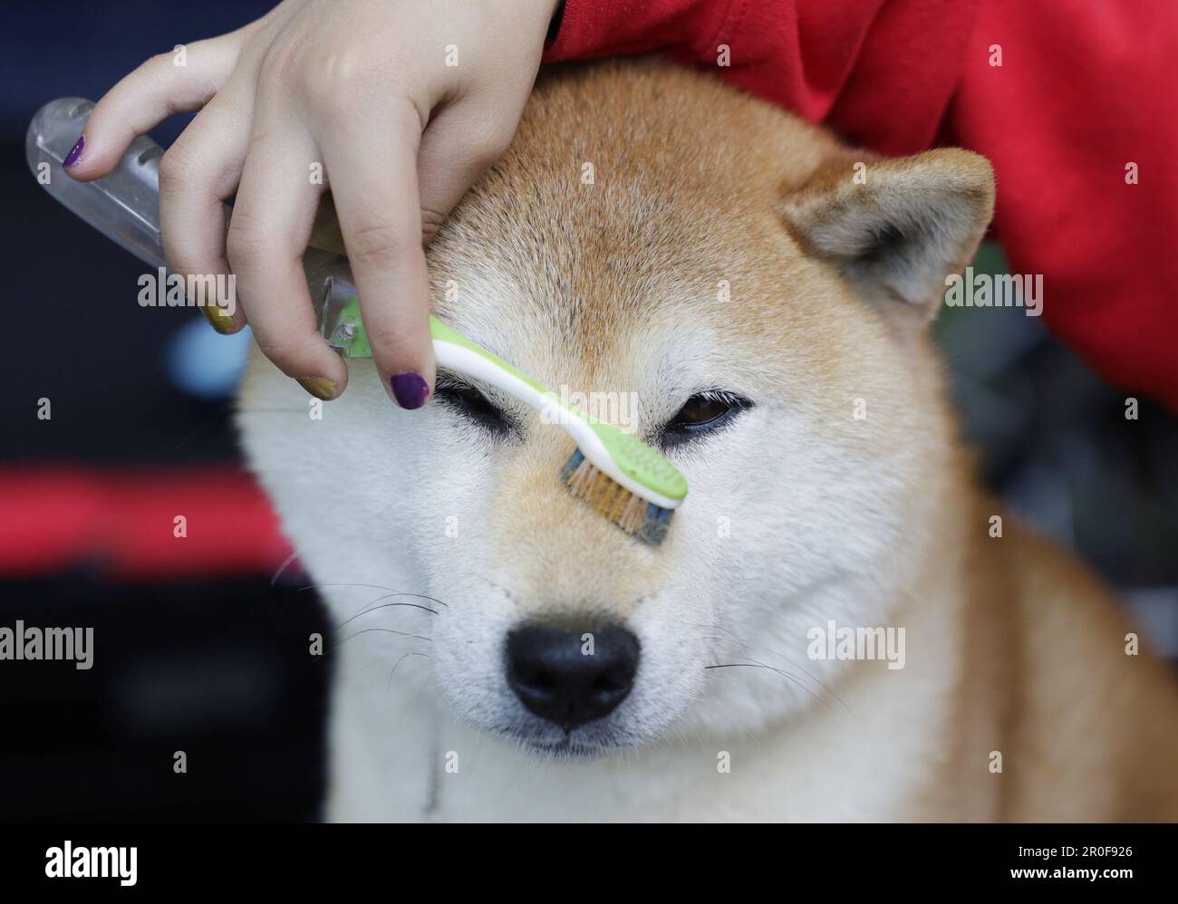New York, United States. 08th May, 2023. A Shiba Inu is groomed in the