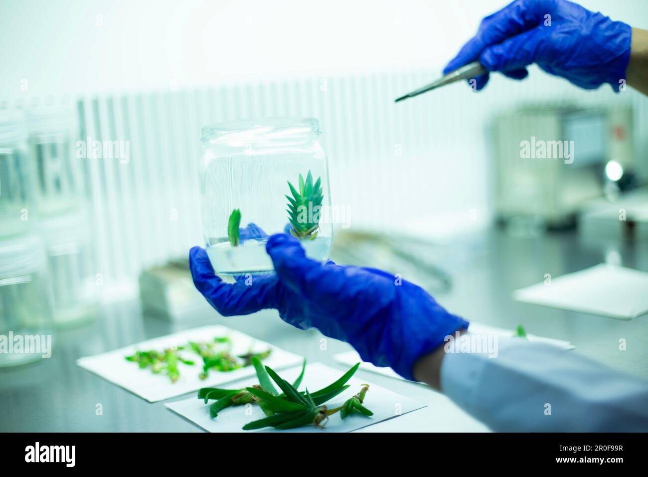 Plant tissue culture Stock Photo - Alamy