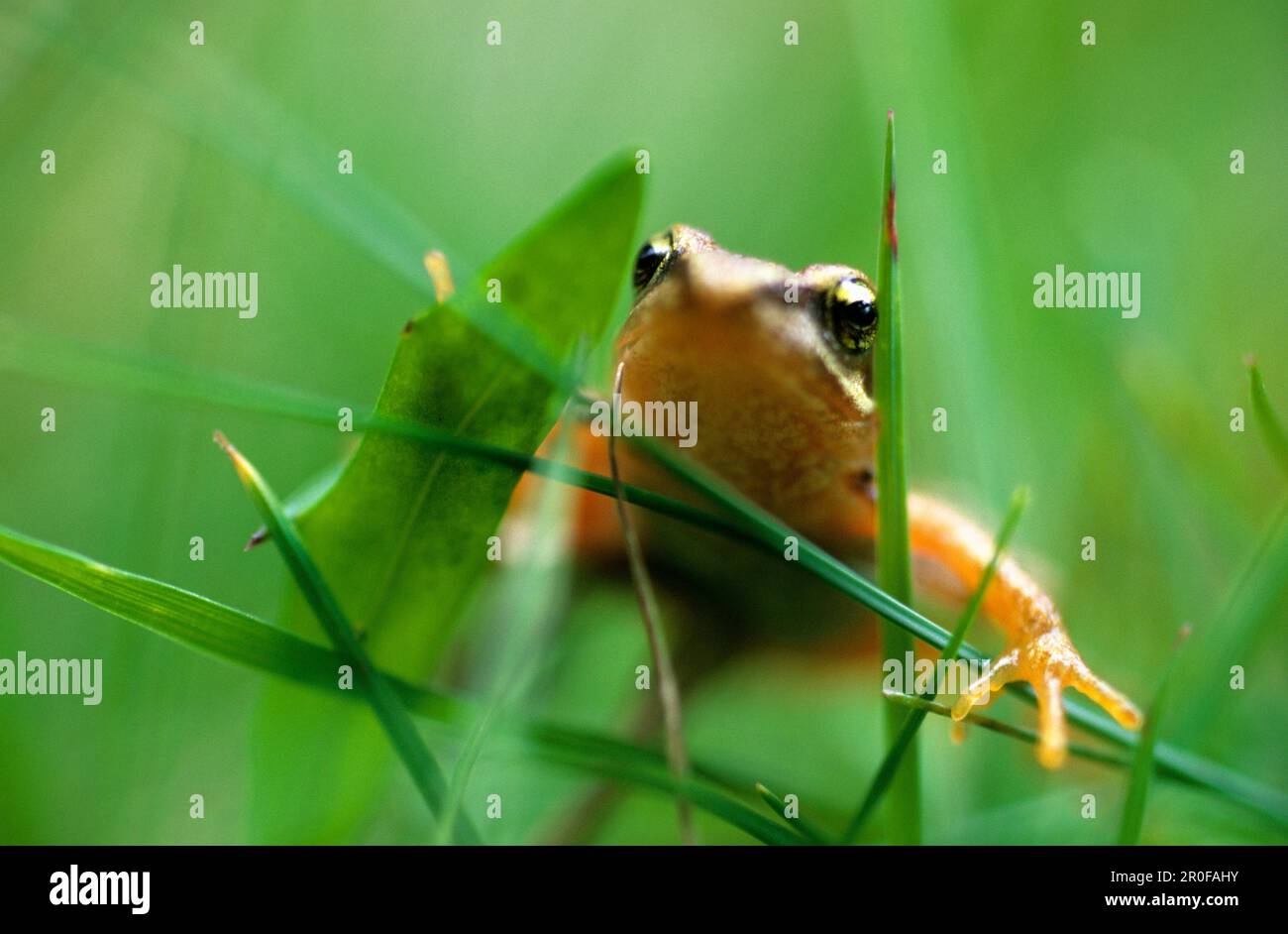 A frog in fresh green grass Stock Photo - Alamy